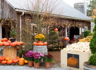 Picking a Perfect Pumpkin