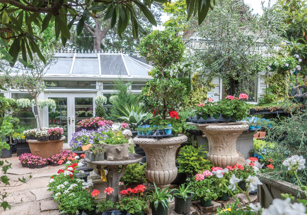 Discover the Charm of Boxwoods Boutiques