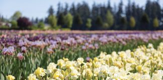 For the Love of Irises