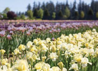 For the Love of Irises