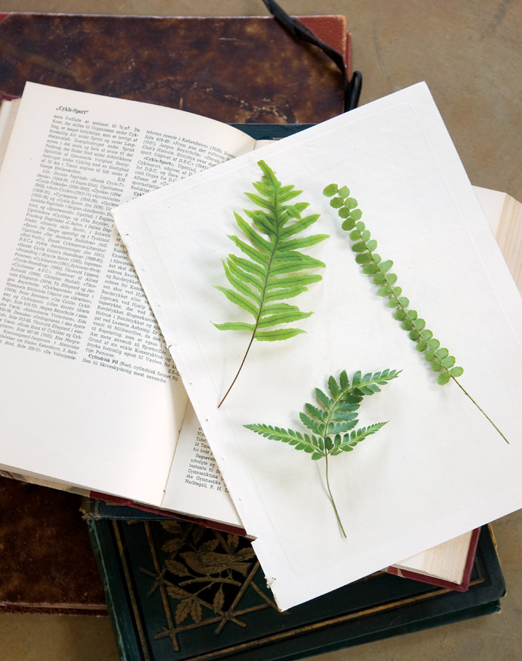 Falling in Love with Ferns