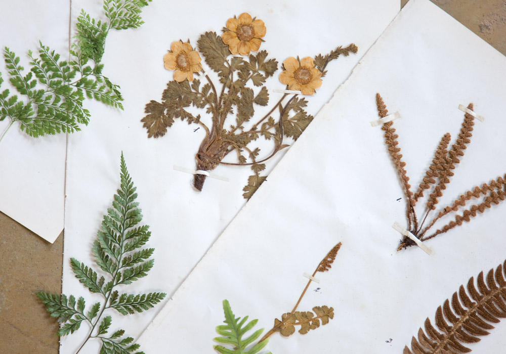 Falling in Love with Ferns