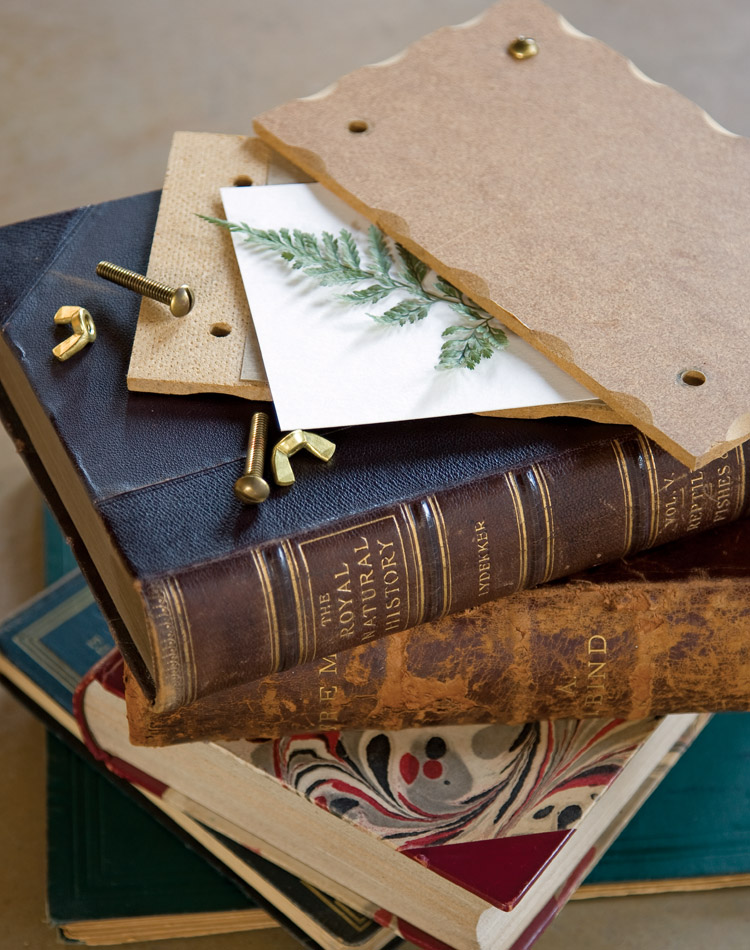 Falling in Love with Ferns