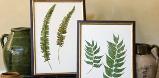 Falling in Love with Ferns