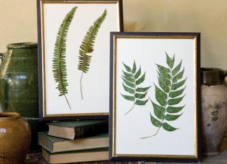 Falling in Love with Ferns