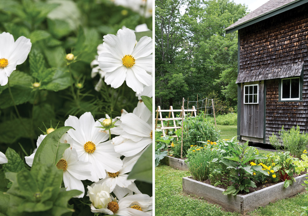 To Capture the Radiant Bloom