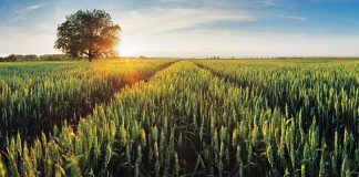 Women in Brewing By Sally MacKenzie, Author of What Ales The Earl