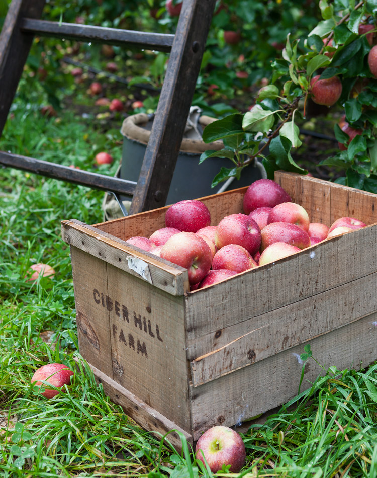 A Harvest of Delights at Cider Hill Farm