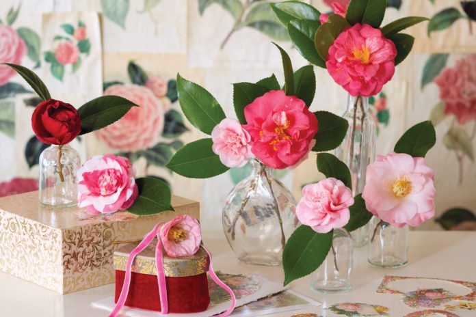 Camellias, How I Love Thee