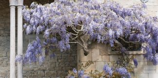 Enchanting Wisteria