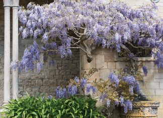 Enchanting Wisteria
