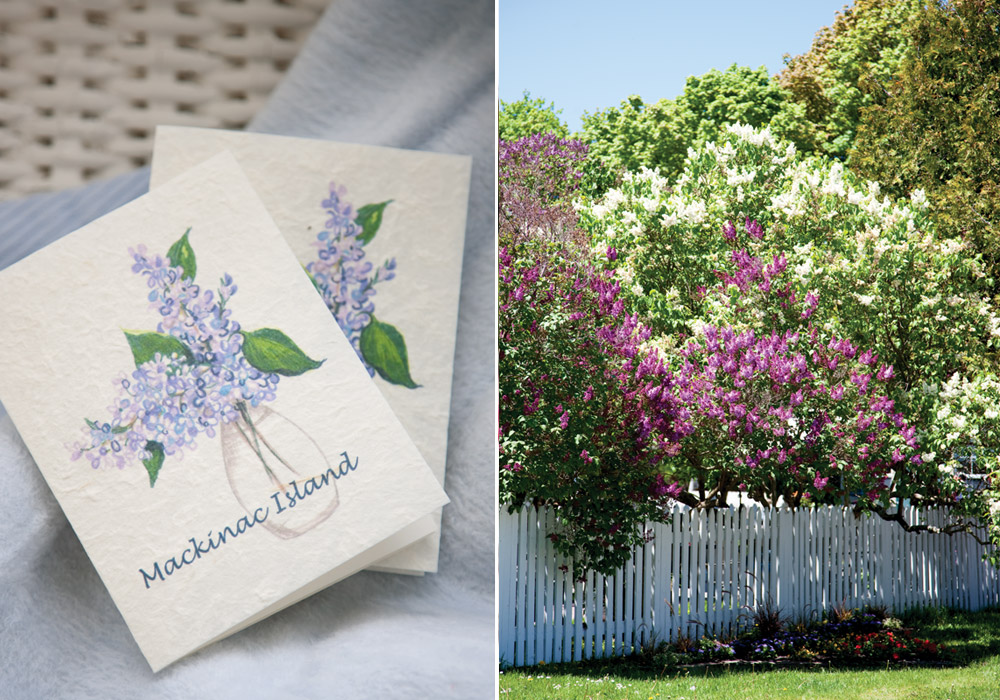 The Lovely Lilacs of Mackinac Island