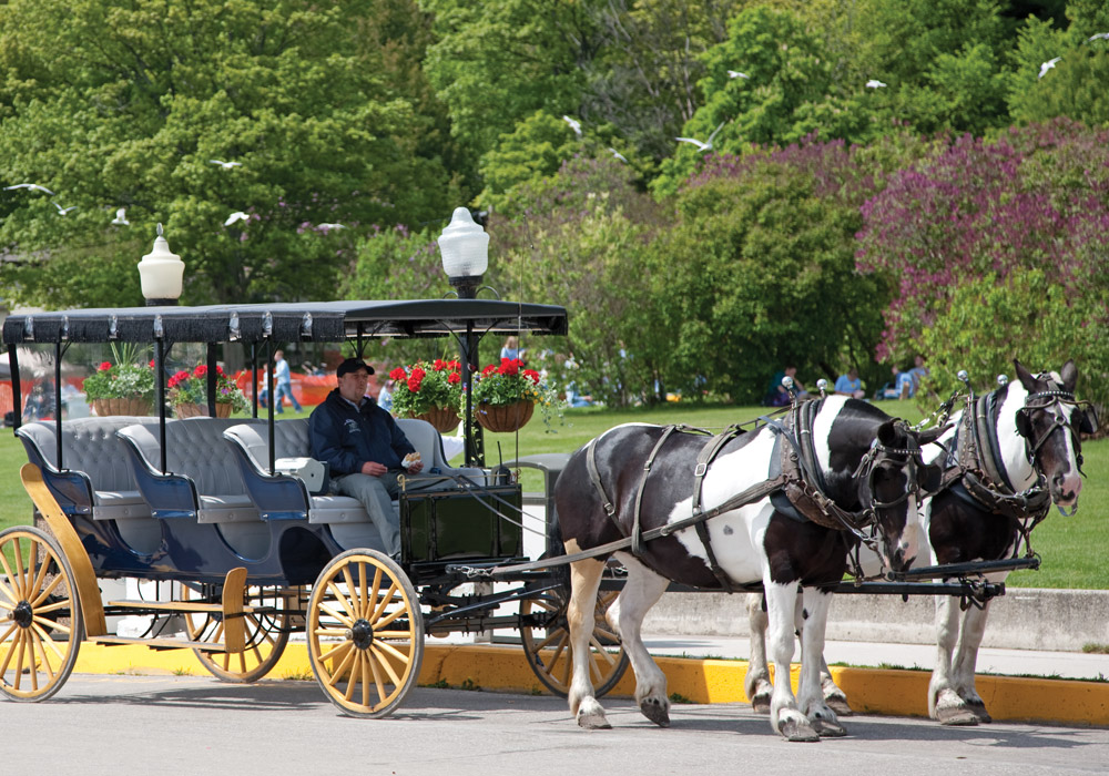 The Lovely Lilacs of Mackinac Island