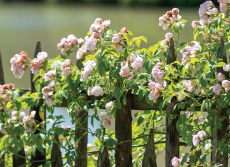 Gifts from Our Mothers