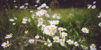 Project Duchess by Sabrina Jeffries