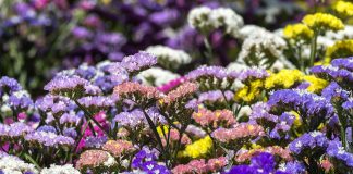 Murder At Crossways HC