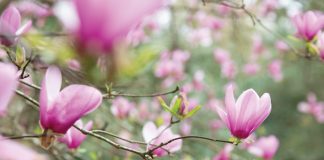 The Garden Issue: A March/April 2020 Preview