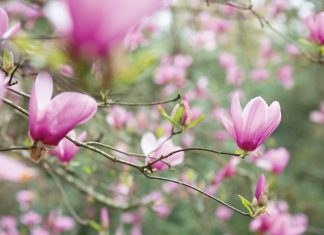 The Garden Issue: A March/April 2020 Preview