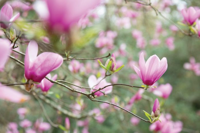 The Garden Issue: A March/April 2020 Preview