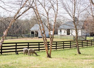 Shepherding a Dream