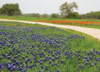 Where the Bluebonnets Grow