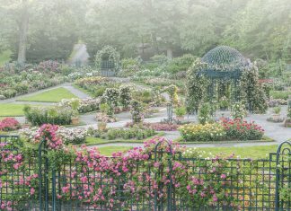 A Flowers & Gardens 2020 Preview