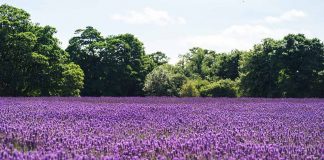 Never Conspire with a Sinful Baron By Renee Ann Miller