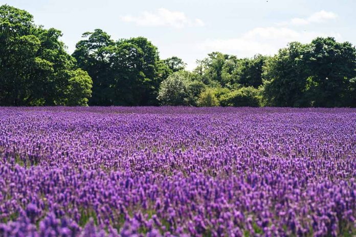 Never Conspire with a Sinful Baron By Renee Ann Miller