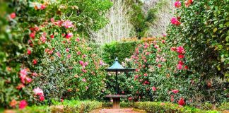 Who’s That Earl by Susanna Craig