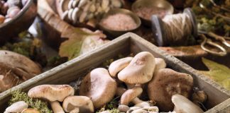 Mushroom Gourmet Recipes