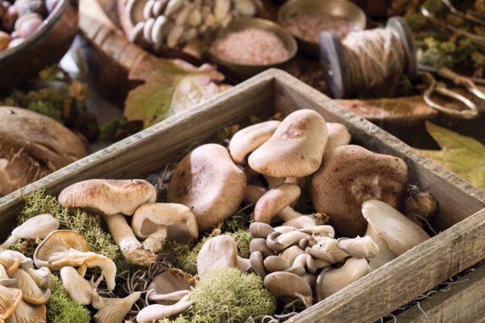 Mushroom Gourmet Recipes