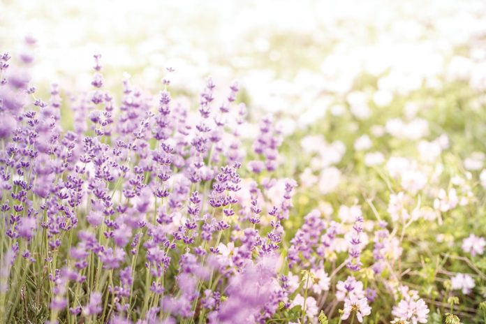 Five Ideas for Incorporating Lavender into Your Day