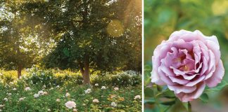 La Vie en Roses