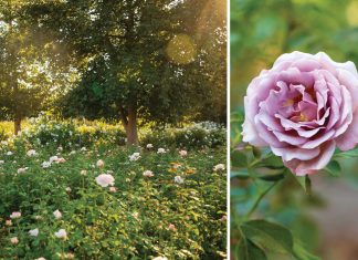La Vie en Roses