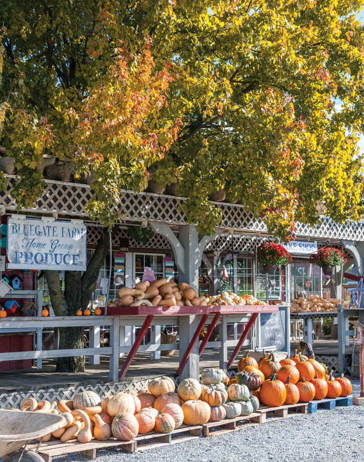 An Autumn Bliss 2021 Preview