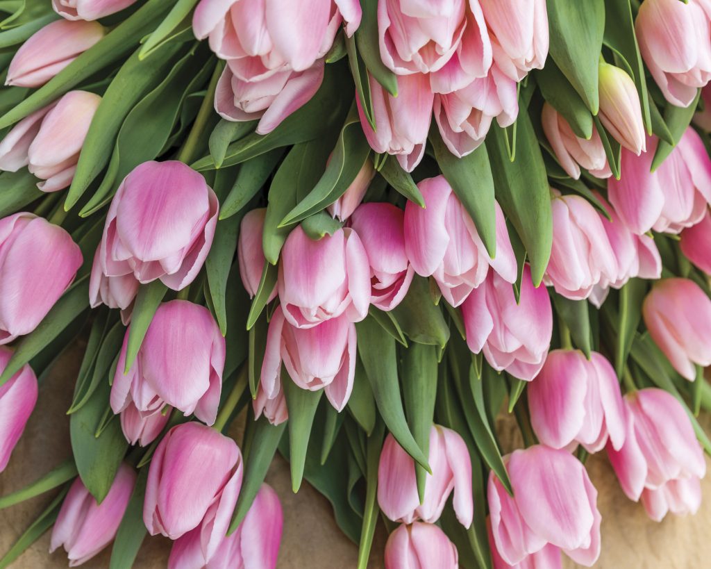 Gardener of Delights