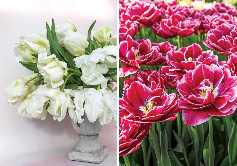 Gardener of Delights