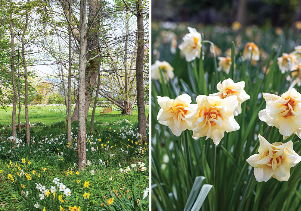 Left: The daffodil field dances around the feet of the trees. Right: A close-up view of the daffodil displays invites whimsy.