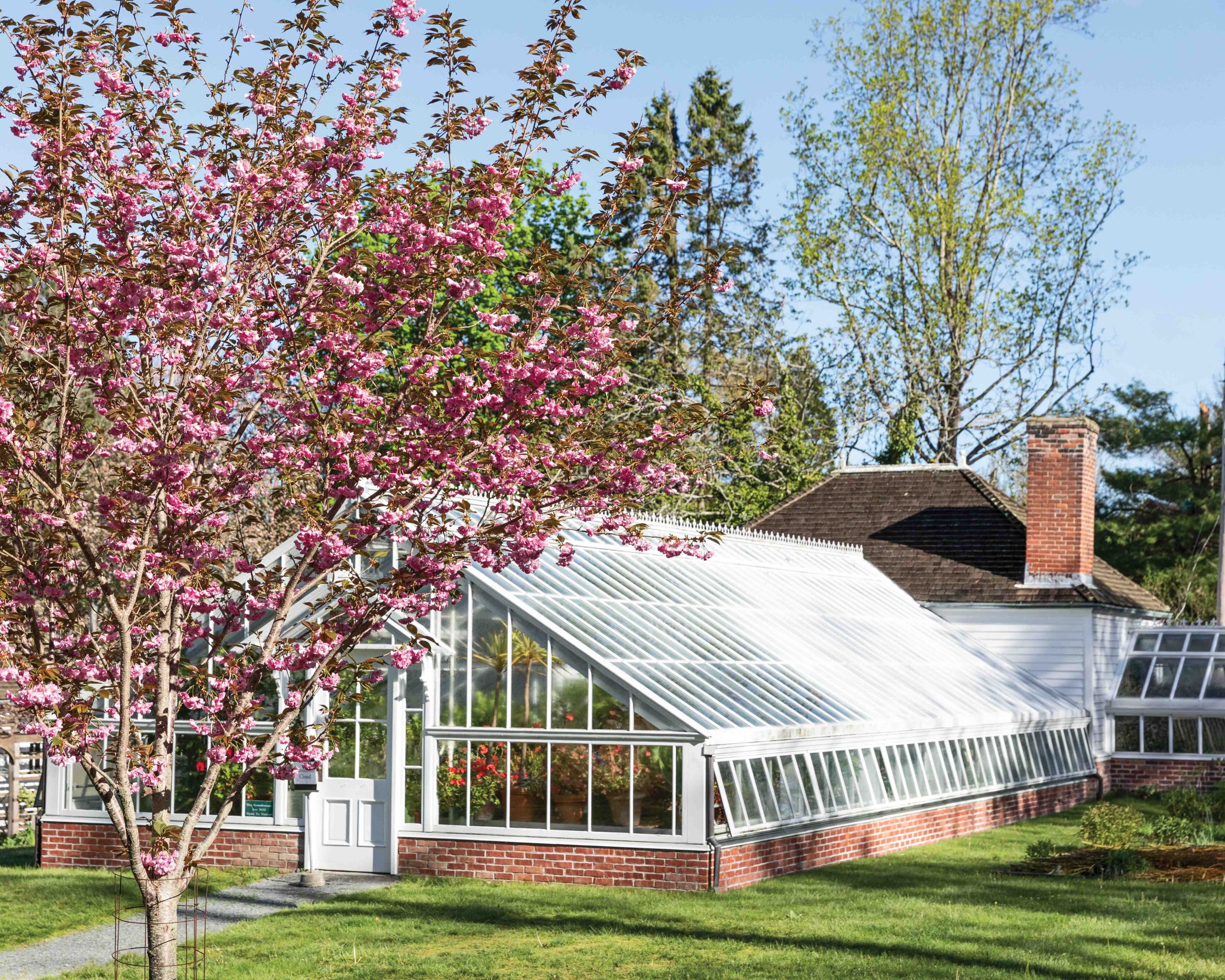Seen between the branches of a blossoming pink tree, one of the greenhouses on Blithewold’s property makes a statement of both beauty and utility.
