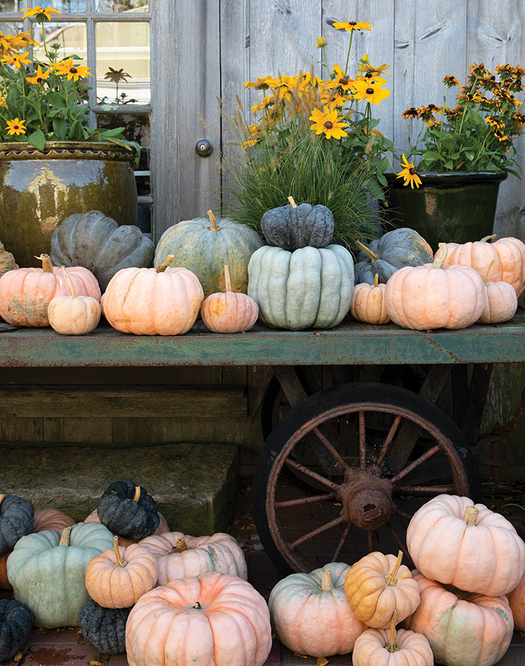 A variety of orange and green pumpkins rest on wooden tiered platforms outside a small wooden building.