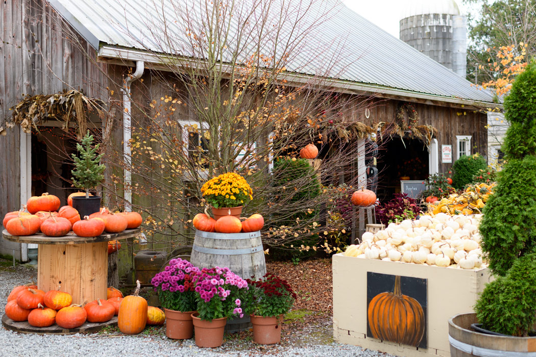 Displays of orange and white pumpkins and fall florals add harvest beauty outside a wooden barn with metal roof.
