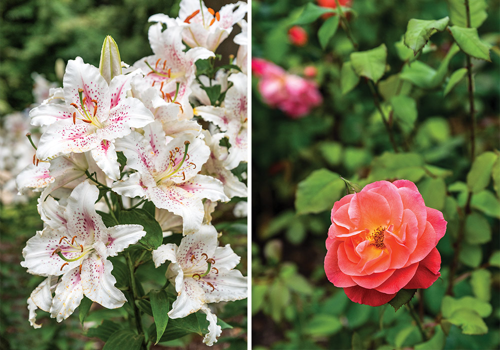 Crown Jewels of the Garden