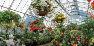The Garden City Blooms: Christchurch, New Zealand, Botanic Gardens. Arrangement of plants and flowers in beds and hanging baskets inside a domed greenhouse.