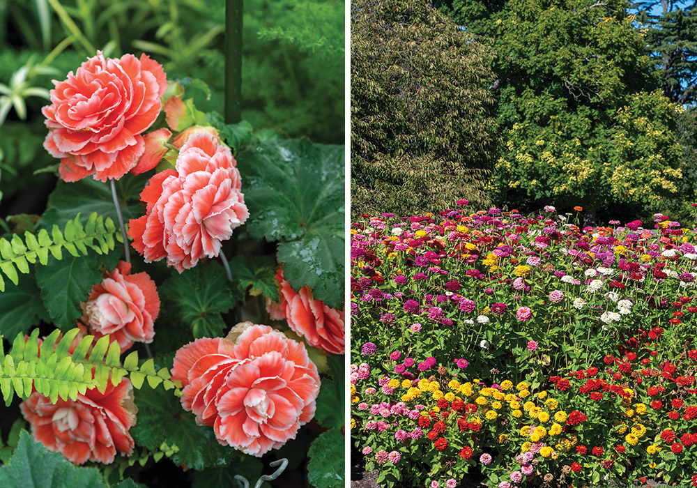 Left: Close up of peach-colored flowers on a bush. Right: Bed of multi-colored zinnias.