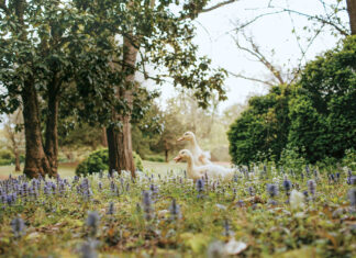 Spring welcomes new life to Mayhurst Estate, where ducklings frolic among the wildflowers.