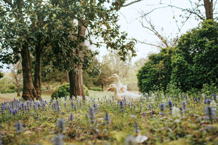 Spring welcomes new life to Mayhurst Estate, where ducklings frolic among the wildflowers.