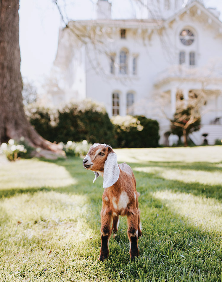 A baby goat stands on the front lawn of Mayhurst Estate.