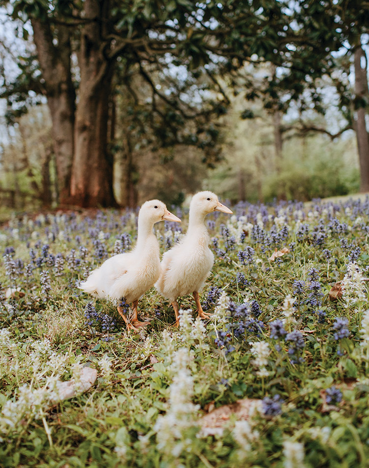 Ducklings wander the wildflower meadow at Mayhurst Estate.