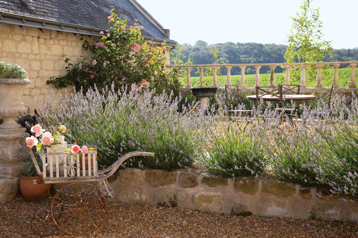 An antique wheelbarrow filled with pink roses sits at the edge of a lavender bed in this Loire Valley garden.