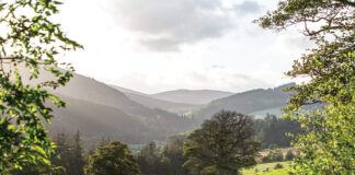 Bright green Scottish hills are dotted with meandering sheep in a breathtaking view of nature.